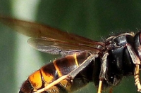 Un ouvrier attaqué par des frelons asiatiques à Asfeld 