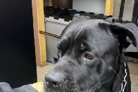 Givet  : Un chien chute de 10 mètres dans les remparts du Fort de Charlemont 