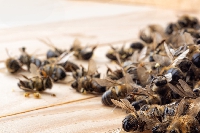 Les néonicotinoïdes, pesticides « tueurs d'abeilles », pourraient faire leur retour en France, à titre dérogatoire, sans un coup de force des acteurs agricoles et des consommateurs