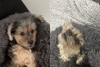 Sedan : Son chien se fait attaquer (et tuer) par un molosse, la police refuse de prendre sa plainte