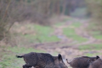 Une battue pour éloigner les sangliers du plateau de Berthaucourt à Charleville-Mézières 