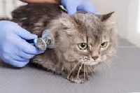 Alerte à la giardiose à Douzy, les chats d'un habitant atteints par cette maladie parasitaire