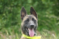 Ardennes : Winnie un malinois maltraité intègre l'équipe cynophile de la gendarmerie 