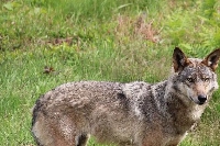 Ardennes : Un loup retrouvé mort sur l'A34 ?