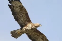 Taillette : une buse secourue par les pompiers 