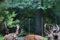 Les après-midi nature : un été d’aventures au parc animalier