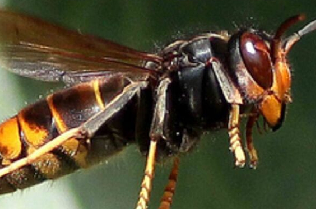 Un ouvrier attaqué par des frelons asiatiques à Asfeld 