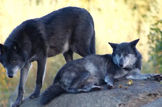 Le Parc Argonne Découverte fête ses 20 ans avec de nombreuses nouveautés