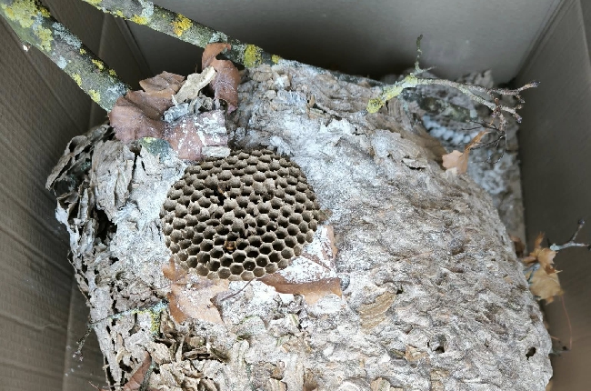 Le frelon asiatique, un fléau pour la biodiversité et la santé publique