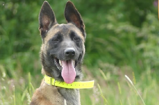 Ardennes : Winnie un malinois maltraité intègre l'équipe cynophile de la gendarmerie 