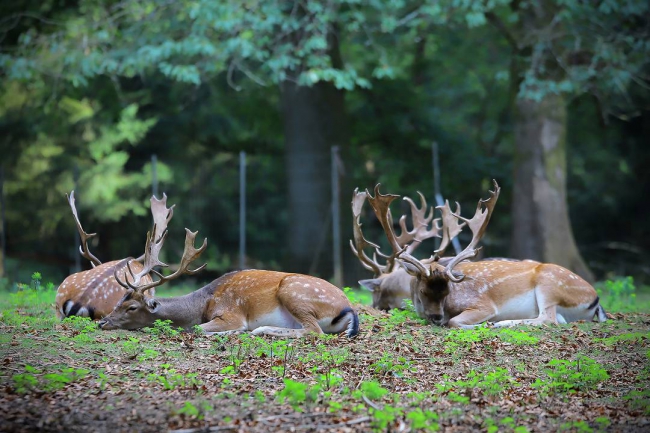 Les après-midi nature : un été d’aventures au parc animalier